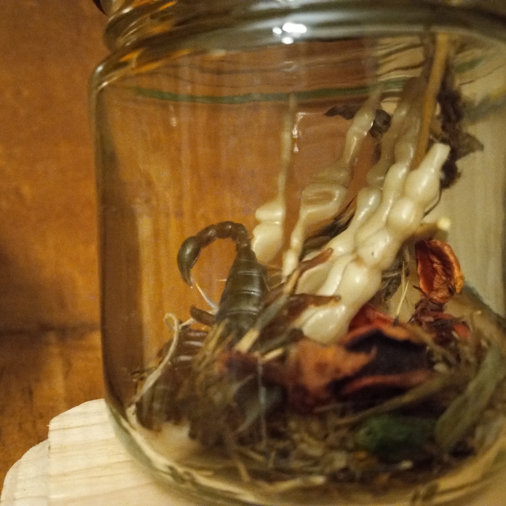 Skeletal specimen jars, set of 3, handmade - Picture 11 of 16